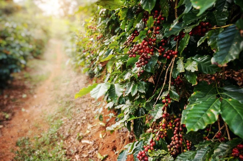 Como impulsionar a produtividade do cafeeiro de forma eficiente