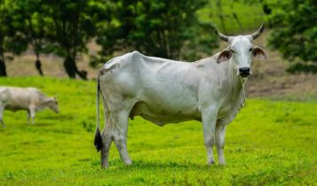 Parasitas comprometem a saúde e desafiam a produção de carne e leite 