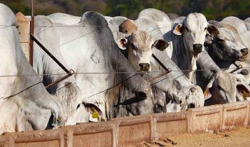 Qual a diferença entre um animal eficiente de um ineficiente?