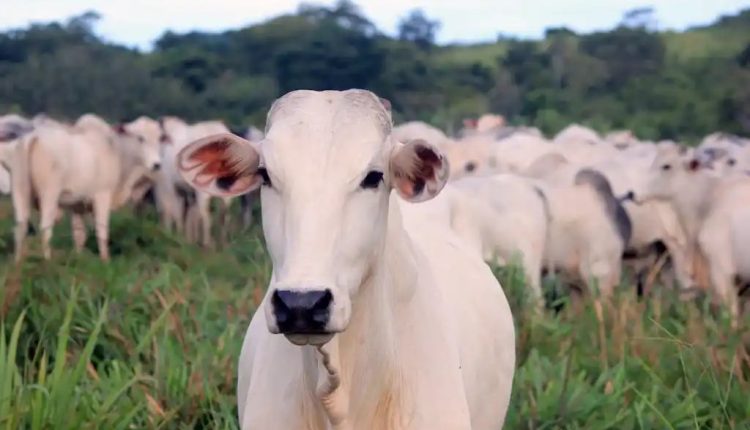 Qual a diferença entre um animal eficiente de um ineficiente?