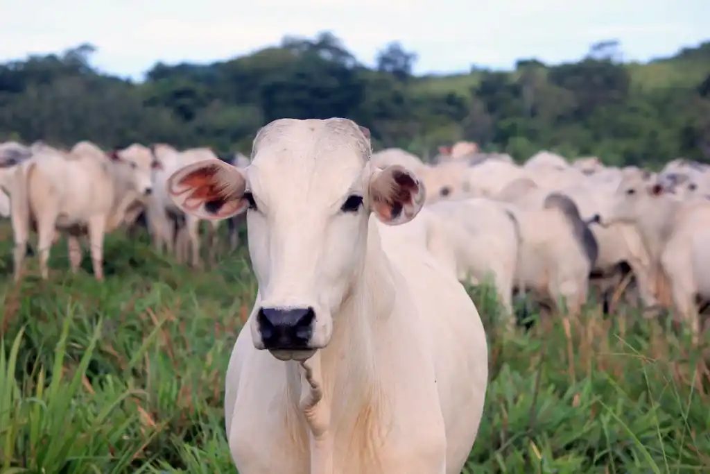 Qual a diferença entre um animal eficiente de um ineficiente?