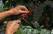 Como dar os primeiros passos na produção de café Arábica?