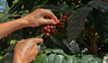 Como dar os primeiros passos na produção de café Arábica?