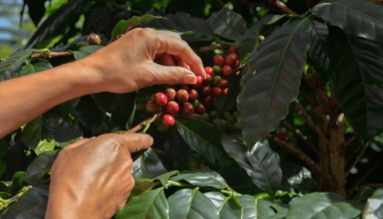 Controle adequado da mancha-de-phoma ajuda a manter o café como pilar econômico do agronegócio brasileiro 