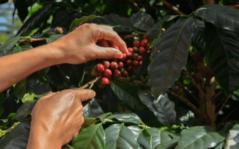 Controle adequado da mancha-de-phoma ajuda a manter o café como pilar econômico do agronegócio brasileiro 