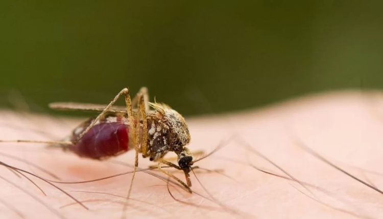 Mosquito-palha: conheça um dos vetores da leishmaniose, doença que acomete cães e humanos