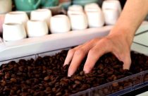 Estoques de café do Brasil diminuem com preços atingindo recordes