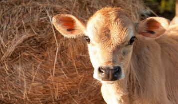 O segredo do pasto perfeito: Como não deixar o bezerro sentir o "baque" da desmama