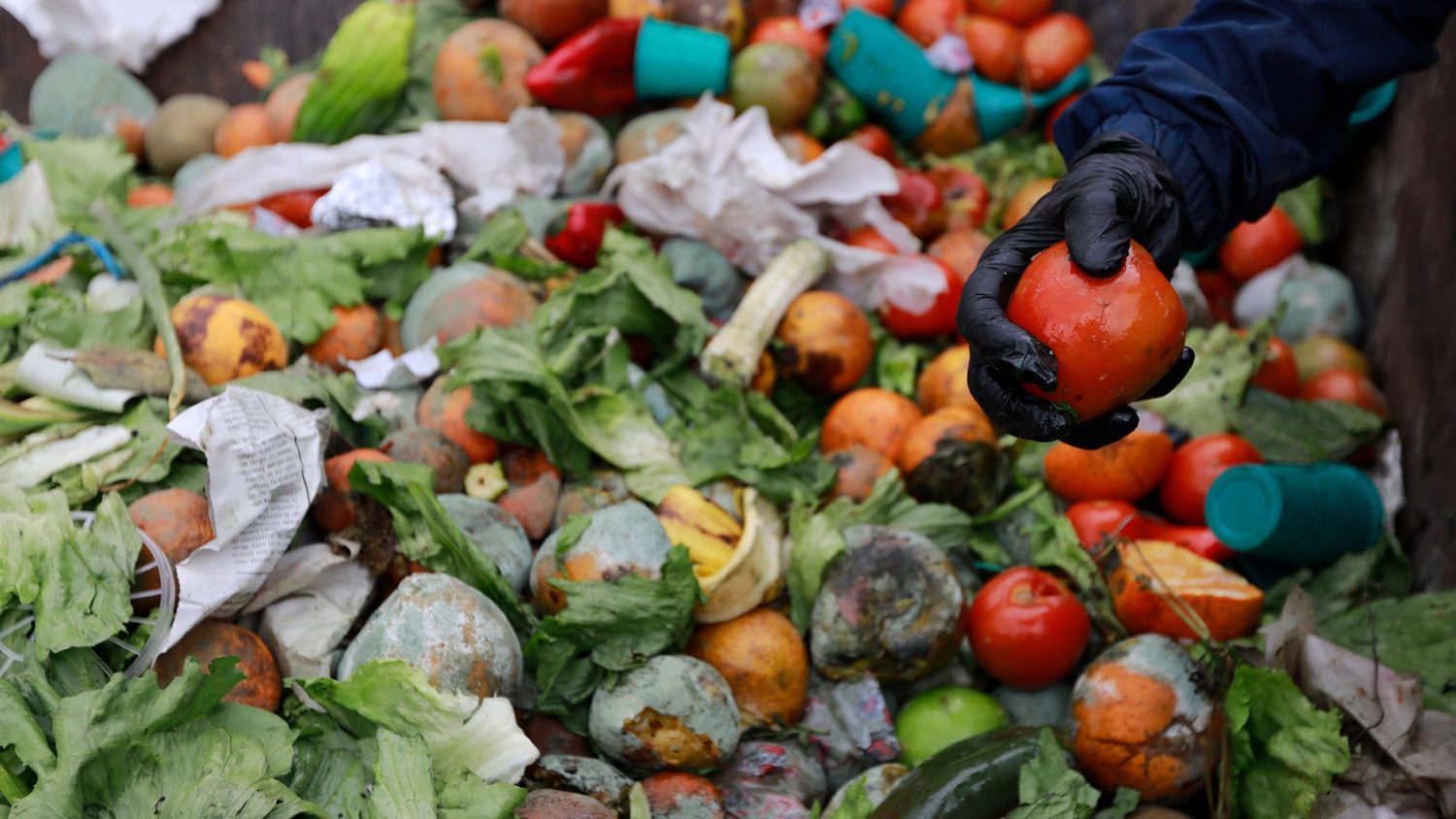 Desperdício de alimentos tem alto custo social e ambiental