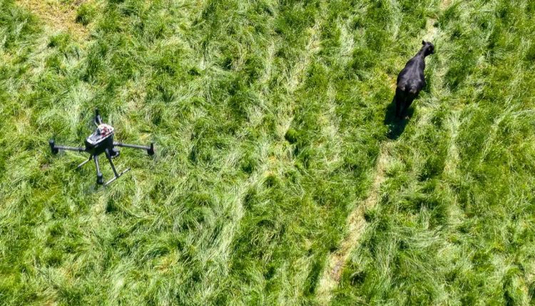 Universidade de Kentucky estuda uso de drones no pastoreio de gado