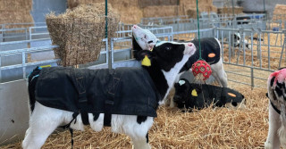 Conheça as vantagens de oferecer brinquedos para bezerros leiteiros na fazenda