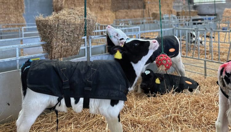 Conheça as vantagens de oferecer brinquedos para bezerros leiteiros na fazenda