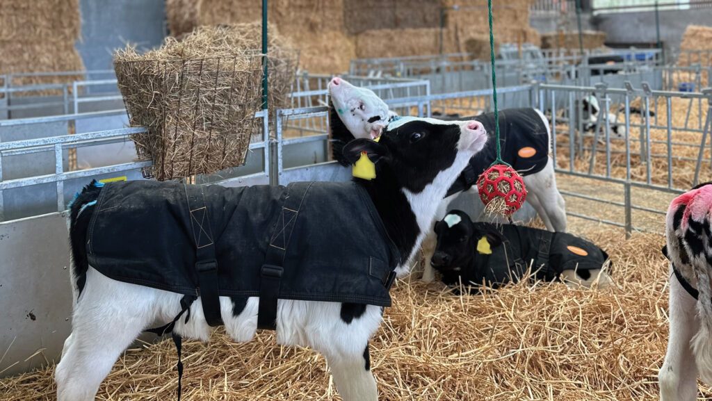 Conheça as vantagens de oferecer brinquedos para bezerros leiteiros na fazenda