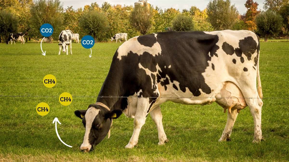 Aumente o valor do leite e melhore a pegada de carbono com ração de beterraba sacarina