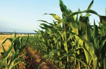 Eficiência nutricional no milho safrinha: estratégias para superar o estresse climático e garantir produtividade