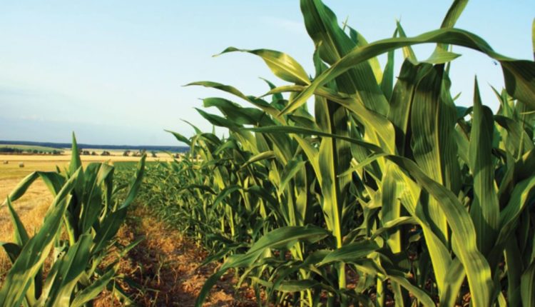 Controle de plantas invasoras do milho safrinha