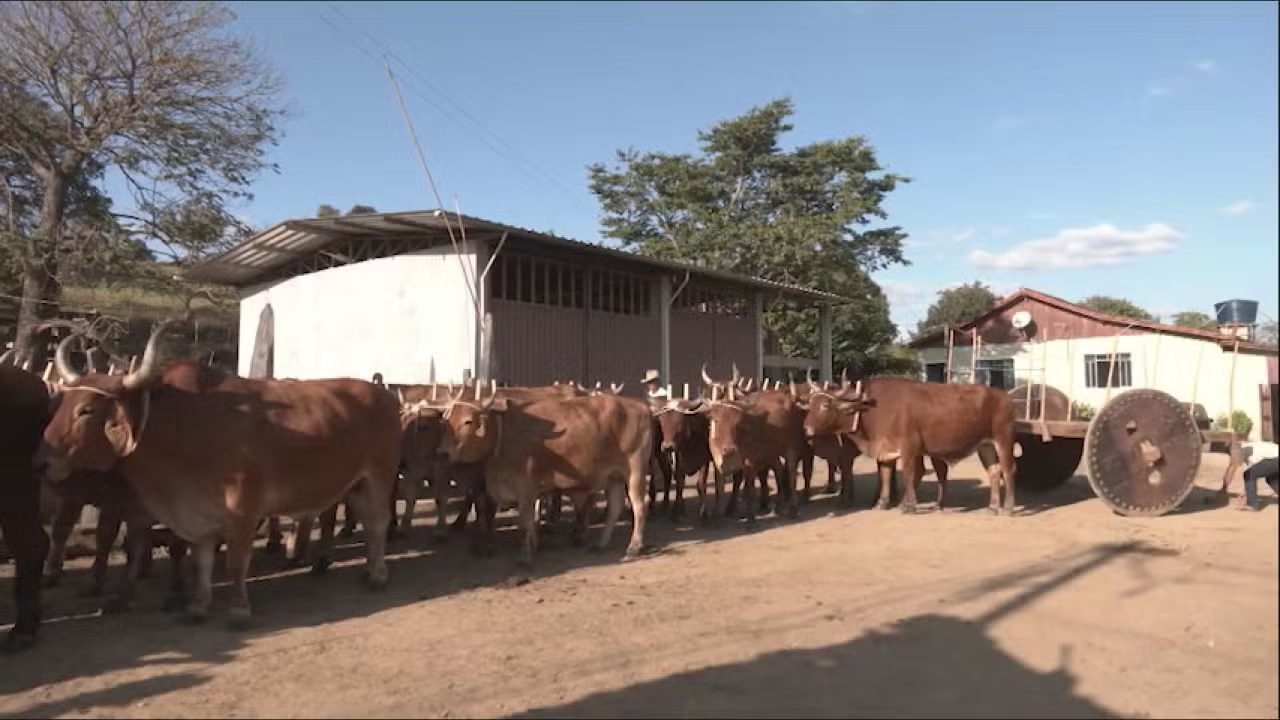 maior carro de boi do mundo