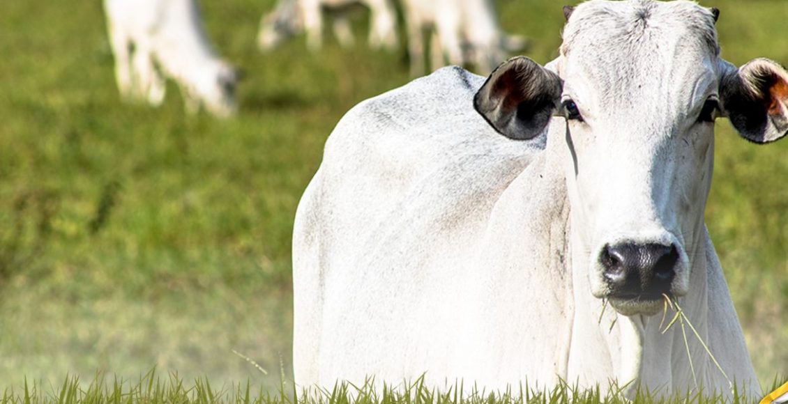 Eficiência na Cria: Por que a prenhez no sobreano é o segredo para quem quer lucrar mais rápido?