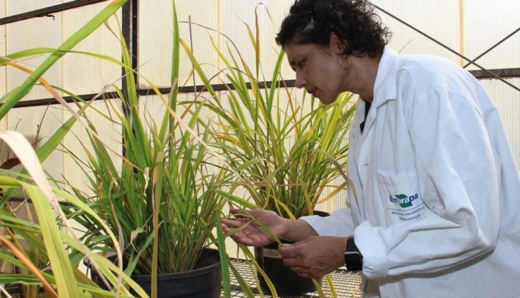 Ciência usa edição gênica para desenvolver arroz resistente à brusone