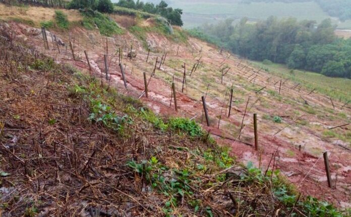 Produtores gaúchos apostam em fertilizantes organominerais para restaurar o solo após as enchentes