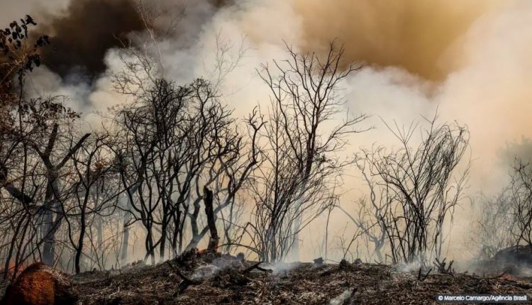 incendio-Floresta-Nacional-de-Brasilia