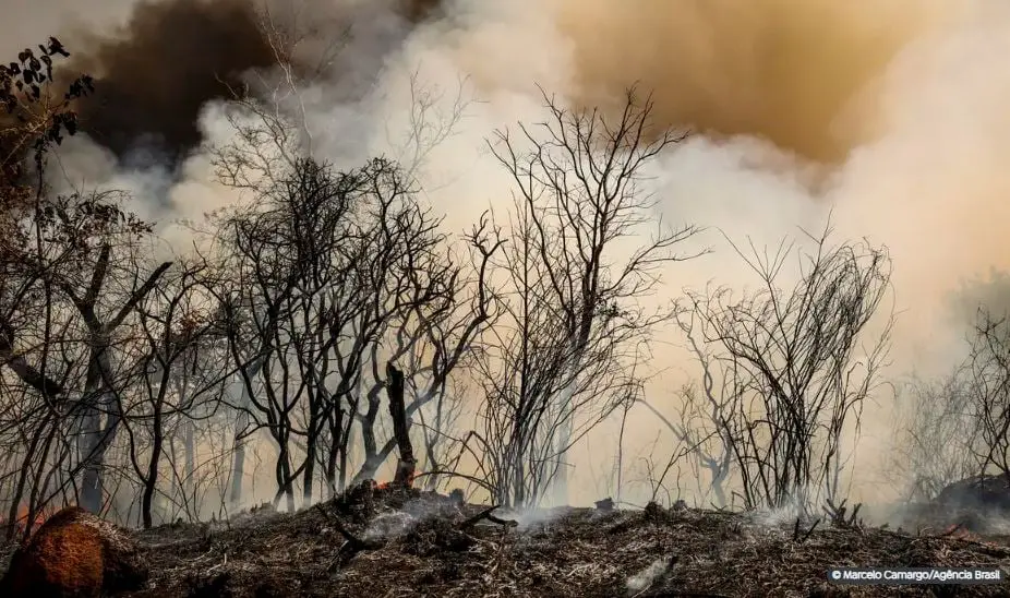 incendio-Floresta-Nacional-de-Brasilia