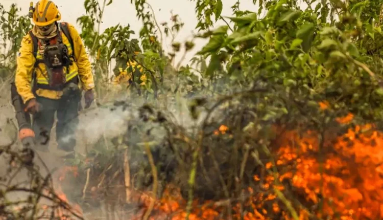 incendio-florestal focos de calor