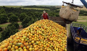 Chuvas devem trazer alívio aos citricultores