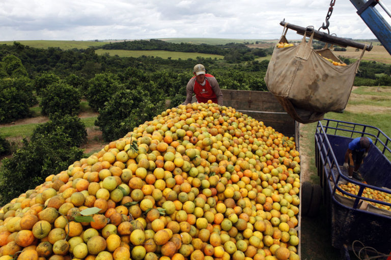 Gigante mundial investe R$ 1 bilhão e vai plantar 5.000 ha de laranja na nova fronteira agrícola