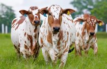 novilhas nelore pintado de vermelho - Rancho Prado Verde - fotao