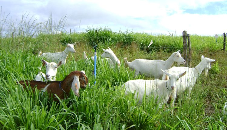 produção de forragem