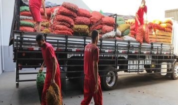 Detentos trabalham na extração de sementes de macaúba para reflorestamento