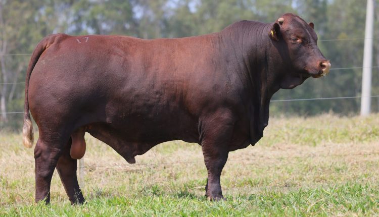 touro santa gertrudis - fazenda unicao brasil