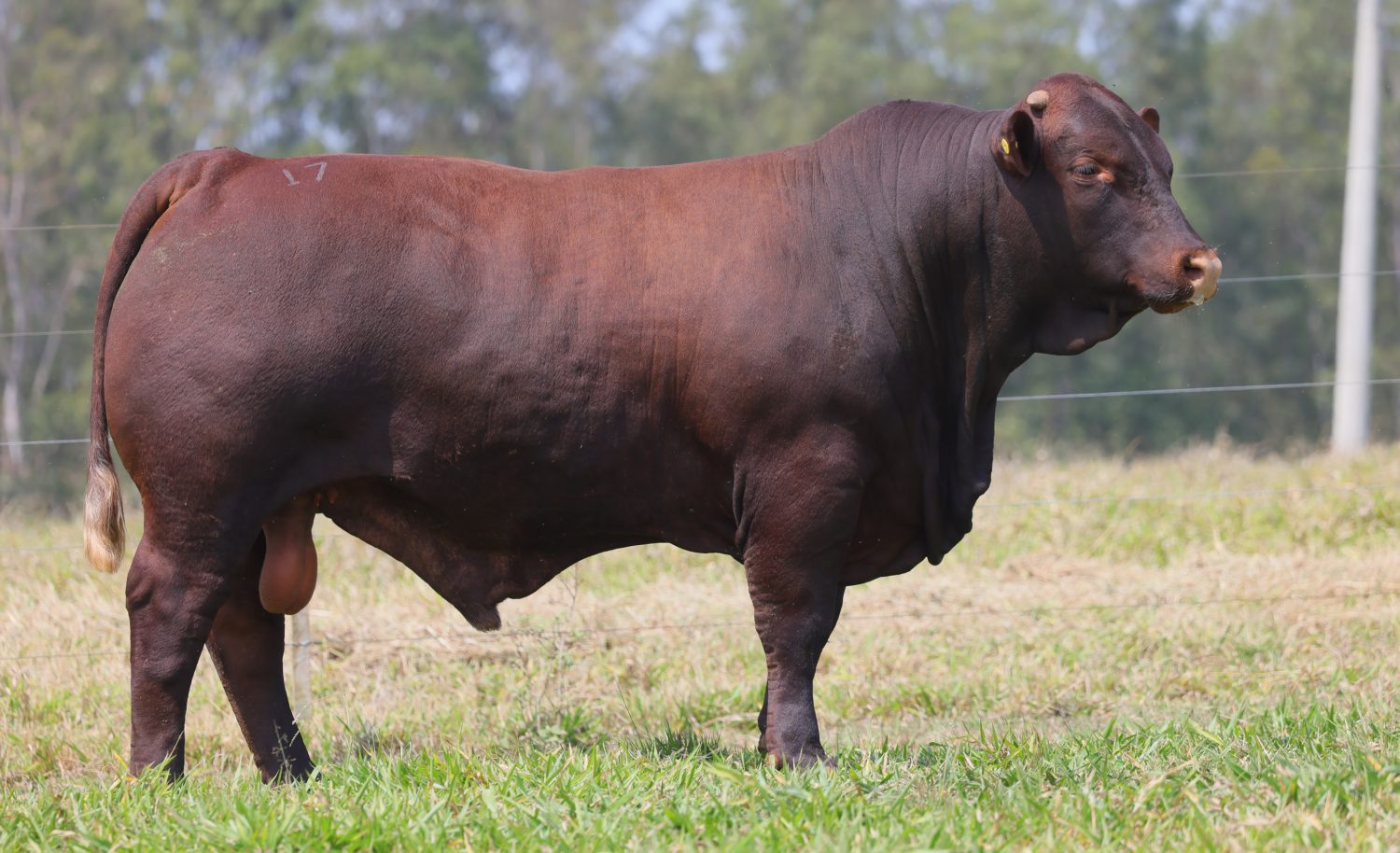 touro santa gertrudis - fazenda unicao brasil