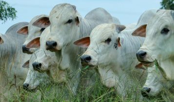 touros nelore po central - fotao - touros reprodutores