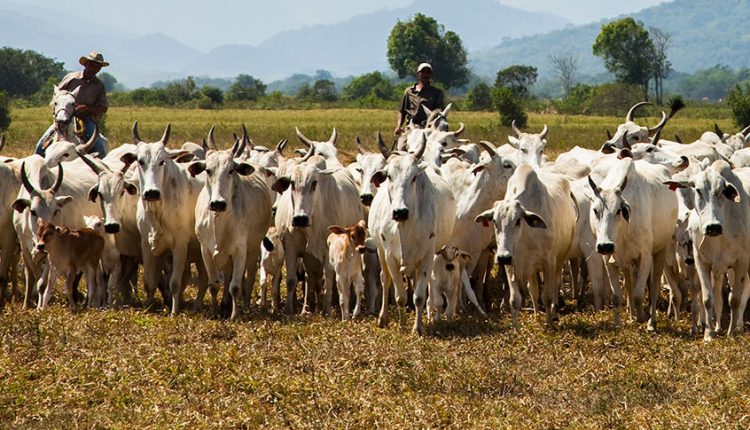 Rebanho bovino chega a 238,6 milhões de cabeças