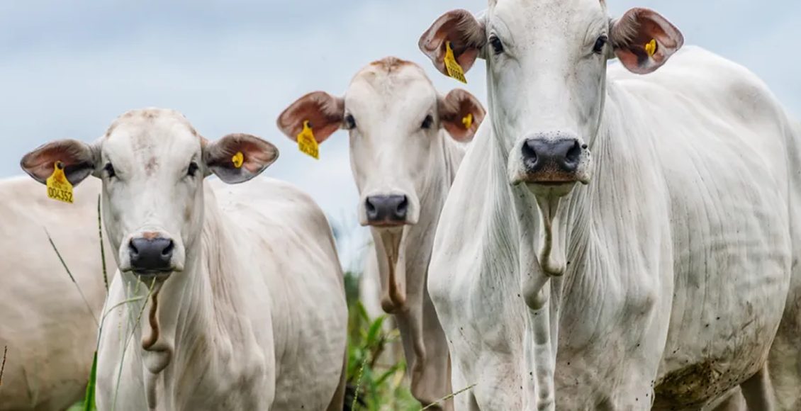 vaca novilha e bezerra nelore com brincos de identificacao - rastreabilidade fotao