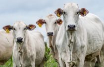 vaca novilha e bezerra nelore com brincos de identificacao - rastreabilidade fotao