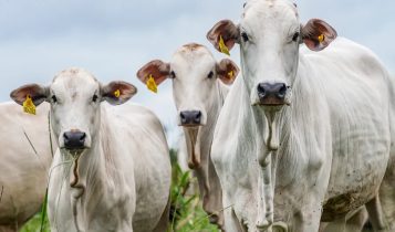 vaca novilha e bezerra nelore com brincos de identificacao - rastreabilidade fotao