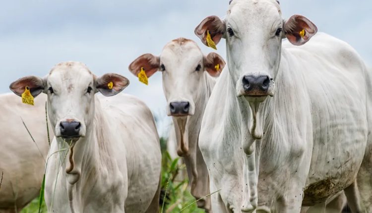 vaca novilha e bezerra nelore com brincos de identificacao - rastreabilidade fotao