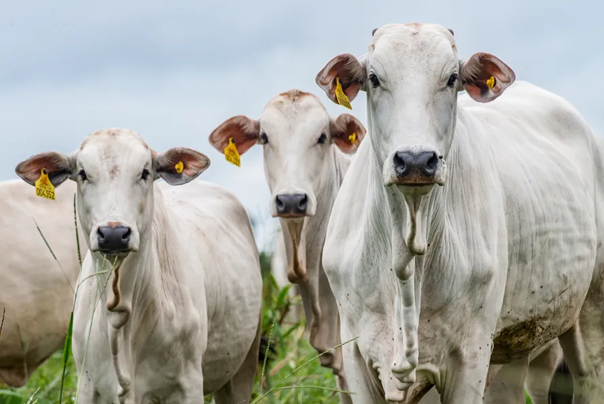 vaca novilha e bezerra nelore com brincos de identificacao - rastreabilidade fotao