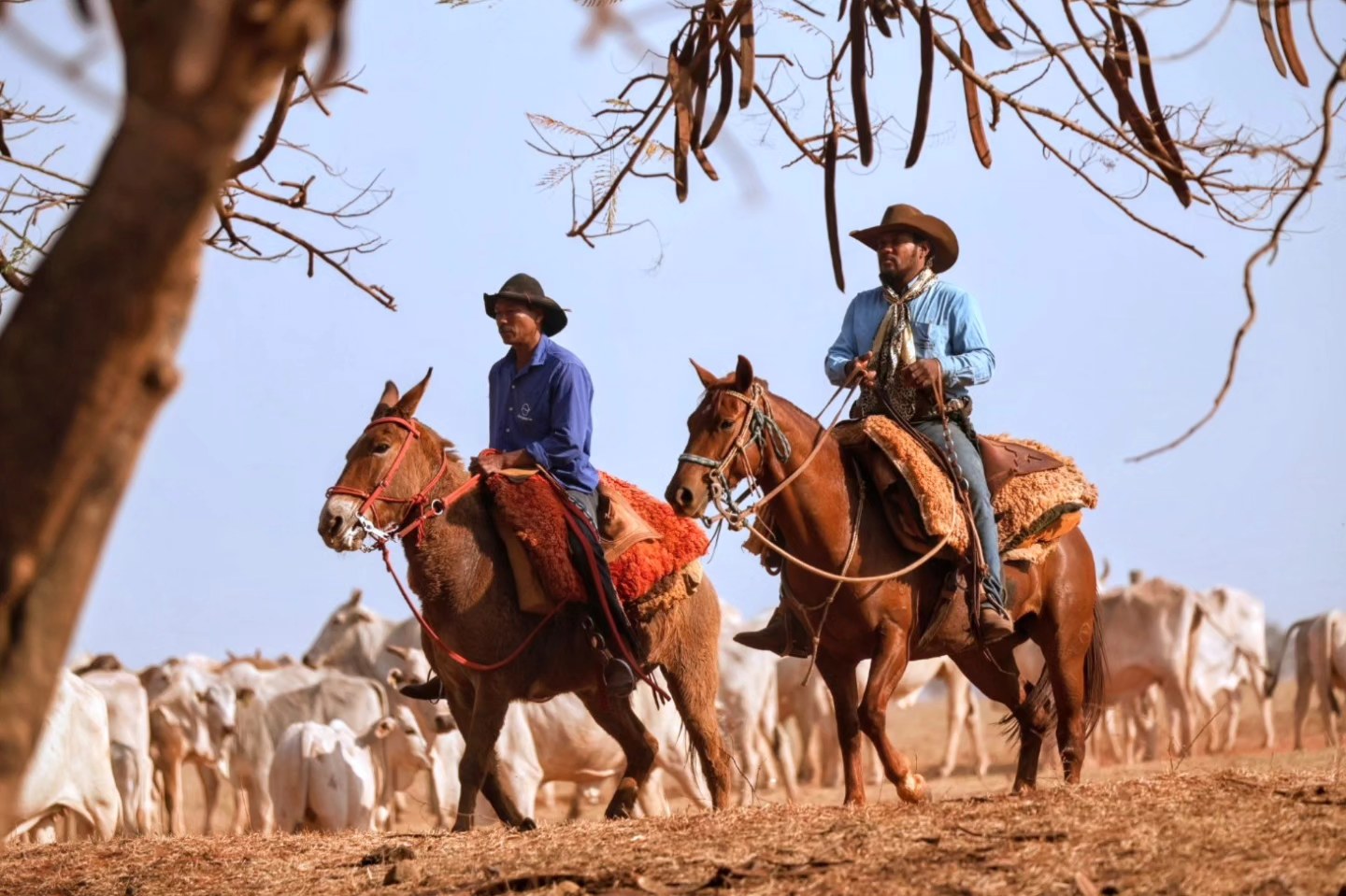 vaqueiros com cavalo e mula - gado nelore ao fundo - fotao