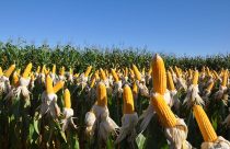 USDA eleva estimativa de produção de milho no Brasil em 2025/26 para 132 mi de t