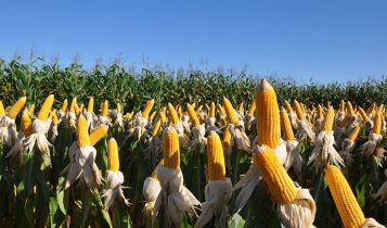 Indicador do milho volta a superar os R$ 65/sc