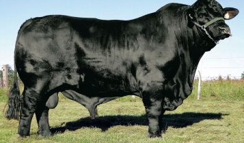 Angus não é a única via: 5 raças que entregam o mesmo resultado no gancho