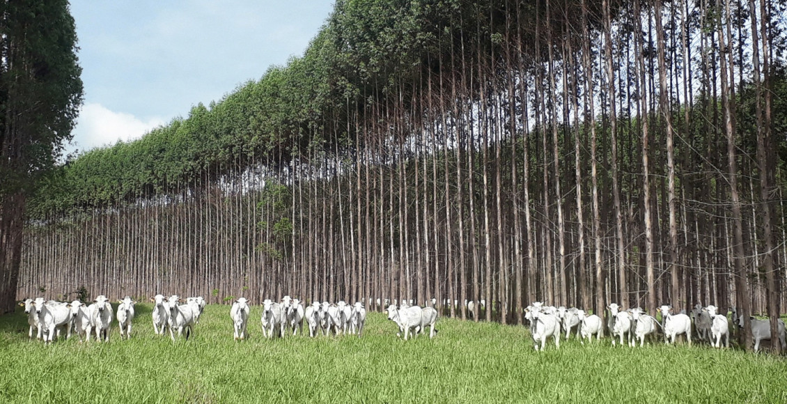 A Integracao Lavoura-Pecuaria-Floresta - ILPF - uma pratica sustentavel restaura o solo e eleva a produtividade