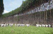 A Integracao Lavoura-Pecuaria-Floresta - ILPF - uma pratica sustentavel restaura o solo e eleva a produtividade