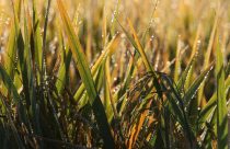 Produção de arroz é destaque em manejo e pesquisa em Santa Catarina