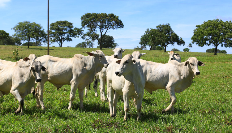 O manejo de condicionamento, com prazo de 30 dias, tem como objetivo restabelecer o ganho de peso dos animais que estão em recria