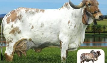 Darlin FIV Cabo Verde